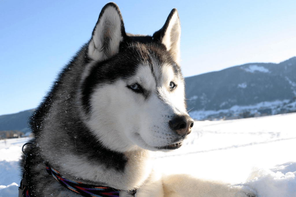 Snowy Strolls: Must-Have Winter Gear for Dog Parents! - FitVilleUK